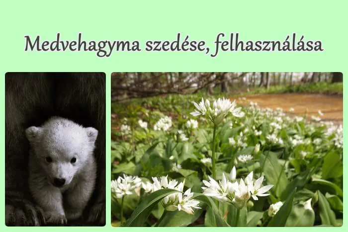 Medvehagyma szedése, felhasználása, tartósítása - 5+3 szempont