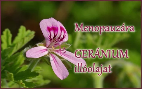 A geránium illóolaj hatása: klimax, kullancs ellen is