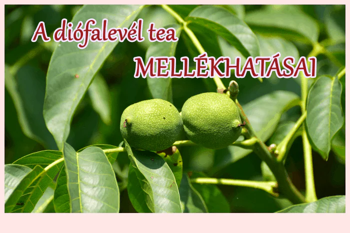 A diófalevél tea mellékhatásai