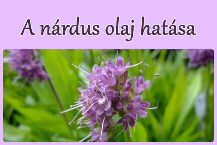 Nárdus olaj hatása - 9 területen, így használd!