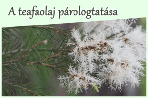 A teafaolaj párologtatása