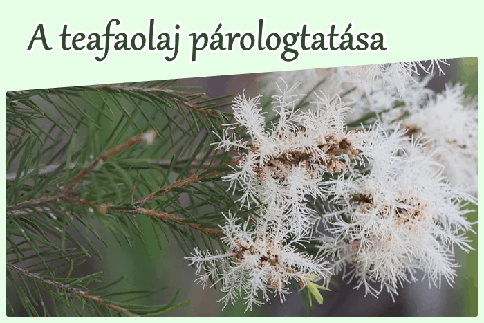 A teafaolaj párologtatása