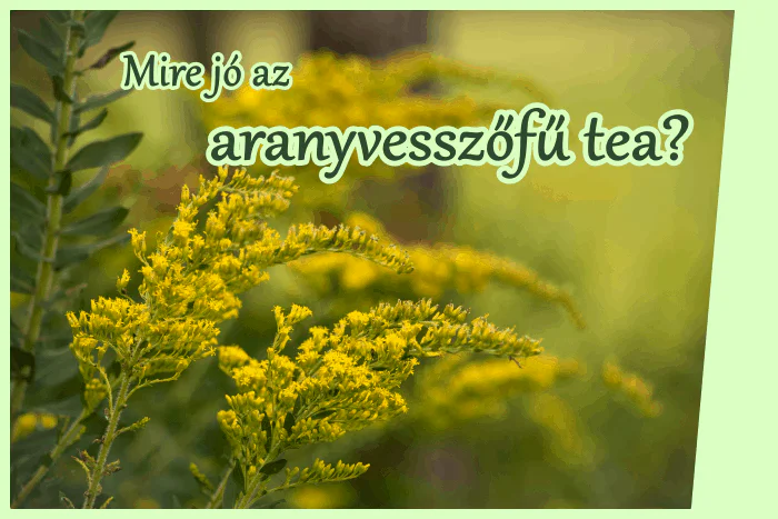Aranyvesszőfű tea mire jó?
