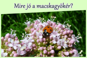 Mire jó a macskagyökér?