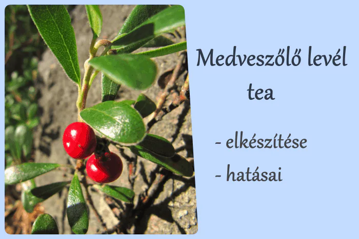 Medveszőlő tea elkészítése