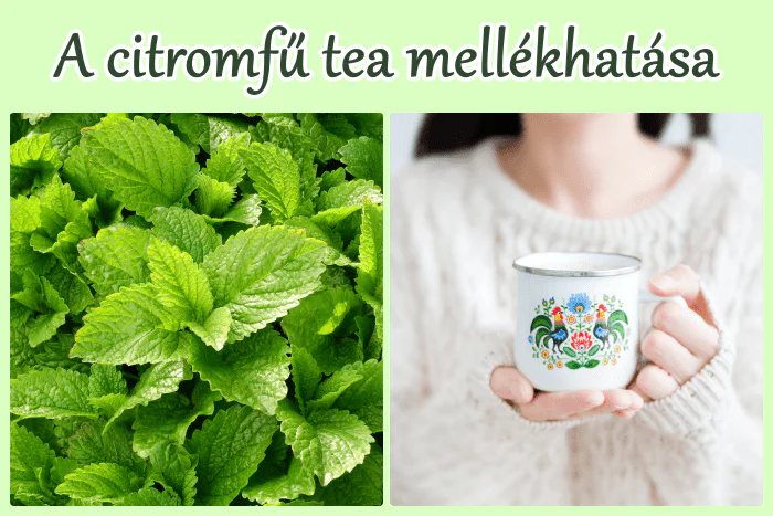 Citromfű tea mellékhatása