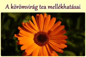 A körömvirág tea mellékhatásai
