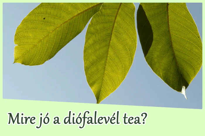 Diófalevél tea: mire jó?