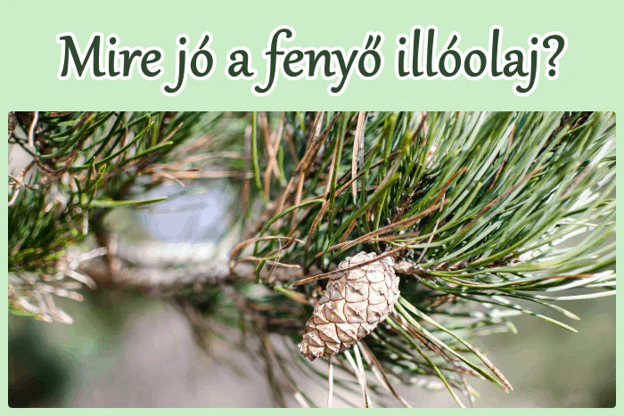 Mire jó a fenyő illóolaj?