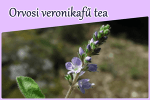 Orvosi veronikafű tea mellékhatása, hatása