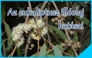 Az eukaliptusz illóolaj hatásai