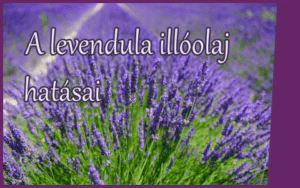 A levendula illóolaj hatása