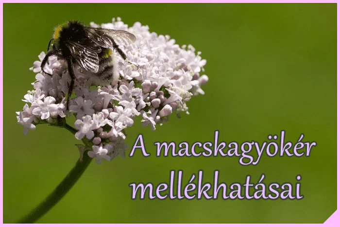 A macskagyökér mellékhatásai