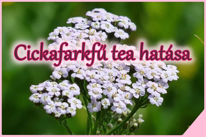 Cickafarkfű tea hatása