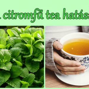 A citromfű tea hatása, felhasználása