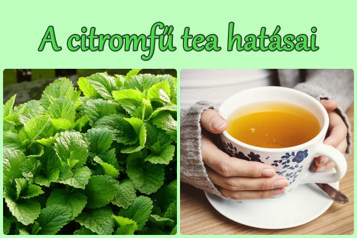 A citromfű tea hatása, felhasználása