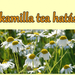 A kamilla tea hatásai, felhasználása, fogyasztása