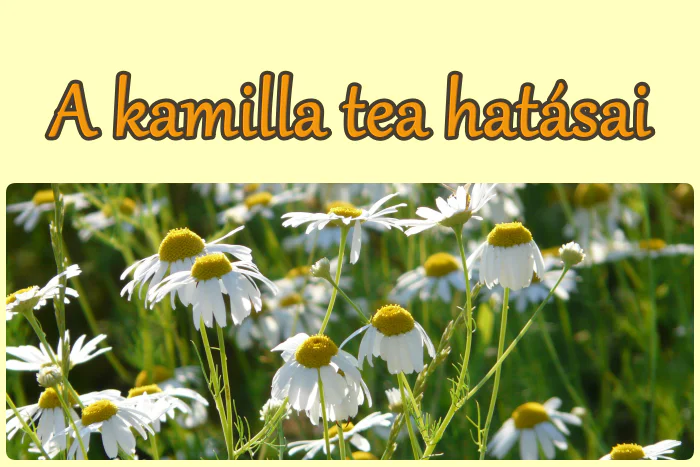 A kamilla tea hatásai, felhasználása, fogyasztása