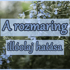 A rozmaring illóolaj hatása, felhasználása