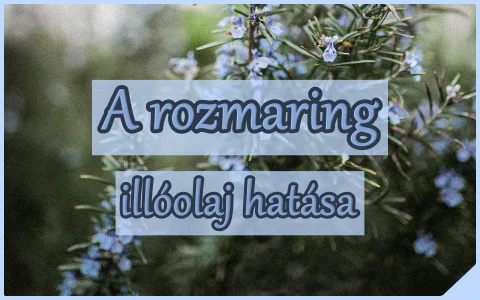 A rozmaring illóolaj hatása, felhasználása