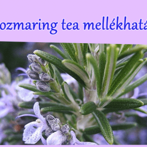 A rozmaring tea mellékhatásai - erre figyelj!