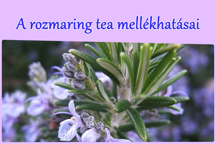 A rozmaring tea mellékhatásai - erre figyelj!