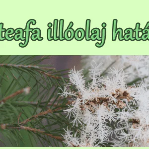 A teafa illóolaj hatása