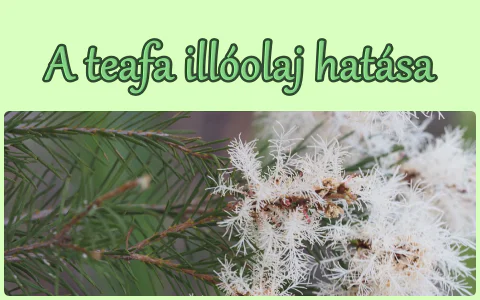 A teafa illóolaj hatása