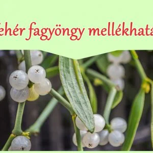 A fehér fagyöngy tea mellékhatásai