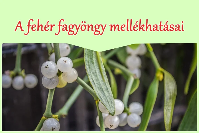 A fehér fagyöngy tea mellékhatásai