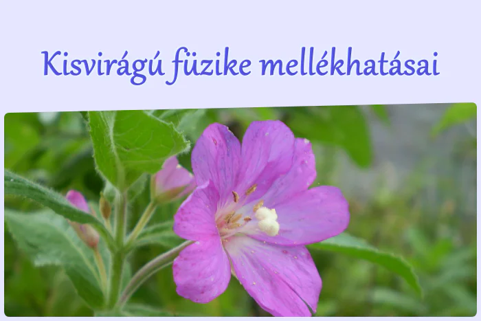 A kisvirágú füzike mellékhatásai