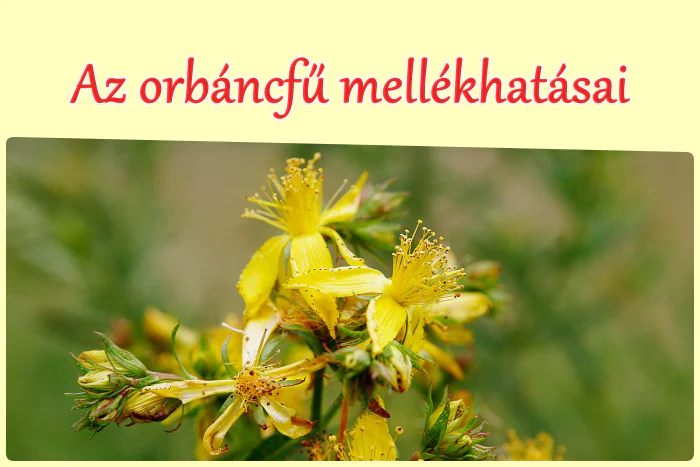 Az orbáncfű mellékhatásai