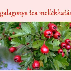 A galagonya tea mellékhatásai, felhasználása
