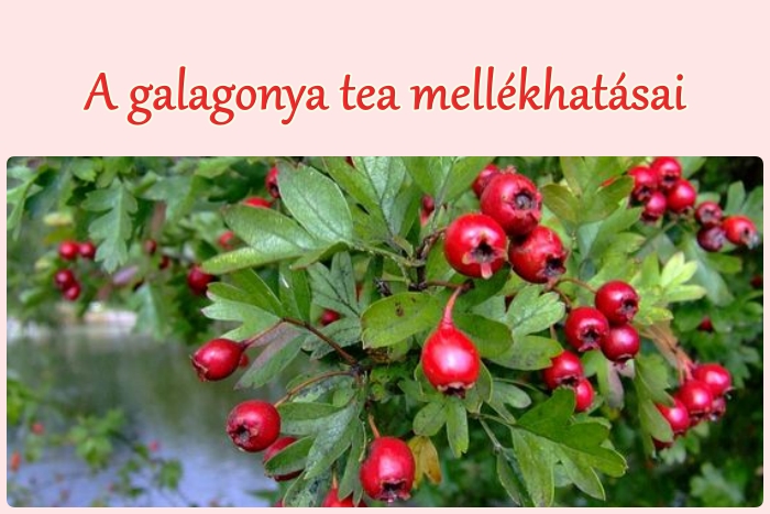 A galagonya tea mellékhatásai, felhasználása