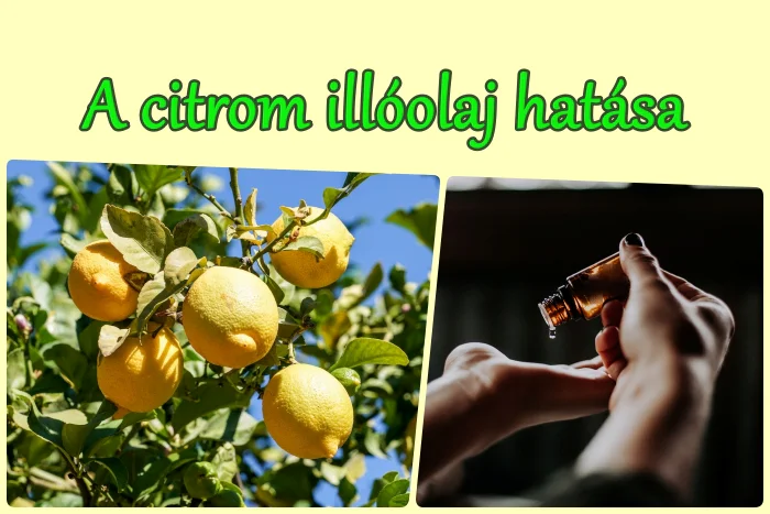 A citrom illóolaj hatása