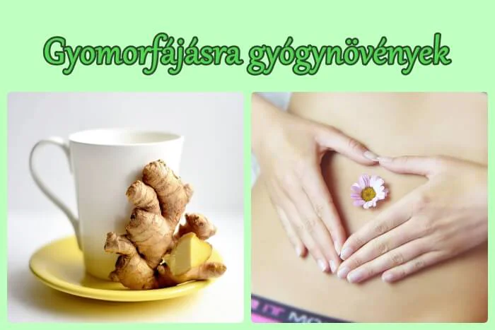 Gyomor- és bélpanaszokra hatékony gyógynövények