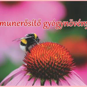 Immunerősítő gyógynövények