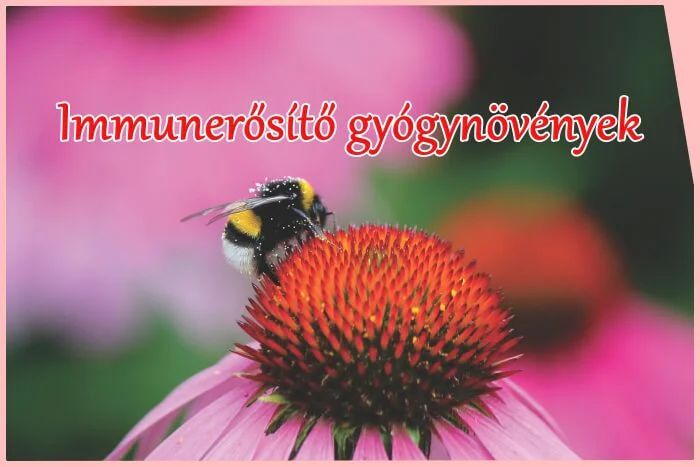 Immunerősítő gyógynövények