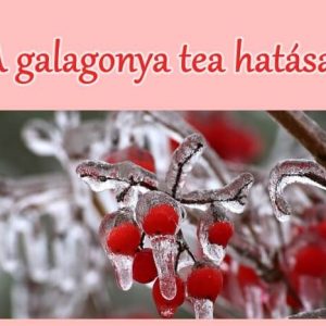 A galagonya tea hatása - 9 szempont, RECEPTTEL!