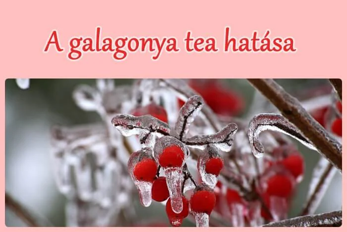 A galagonya tea hatása - 9 szempont, RECEPTTEL!
