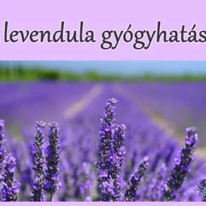 Levendula gyógyhatásai