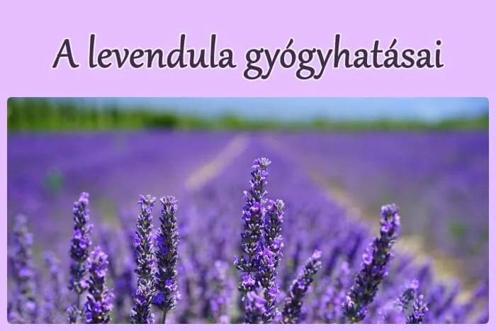 Levendula gyógyhatásai
