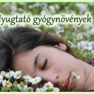 Nyugtató gyógynövények
