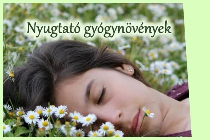 Nyugtató gyógynövények