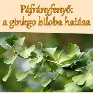 Páfrányfenyő, a ginkgo biloba hatása