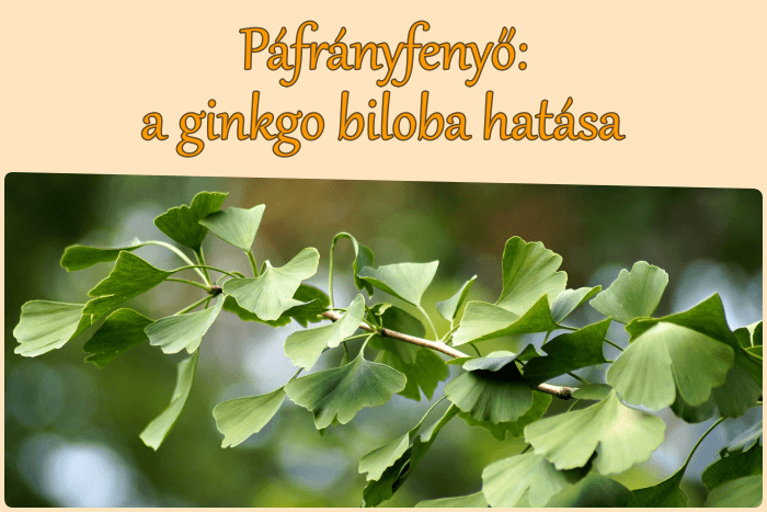 Páfrányfenyő, a ginkgo biloba hatása